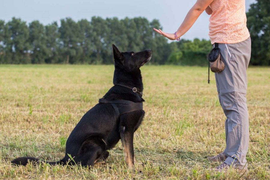 1 Hundetraining: Wie man es angenehm gestaltet