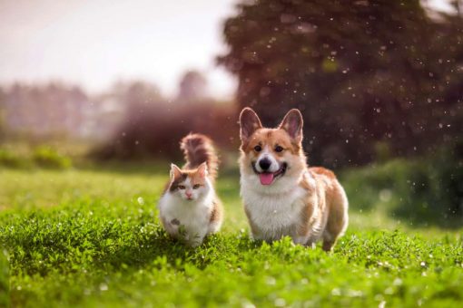 gato-y-perro-pasean-por-la-hierba