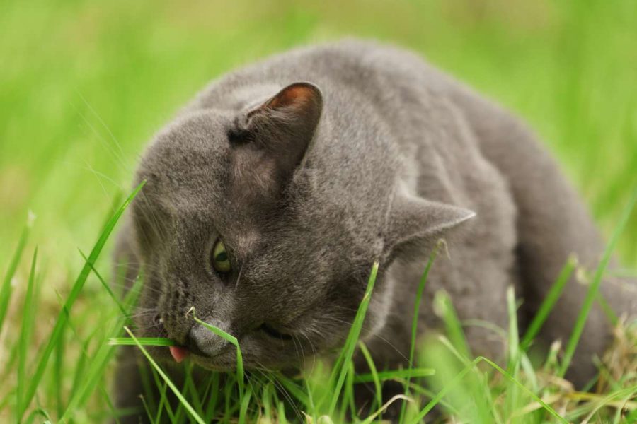 1 Prevención de envenenamientos accidentales: consejos para proteger a las mascotas en casa