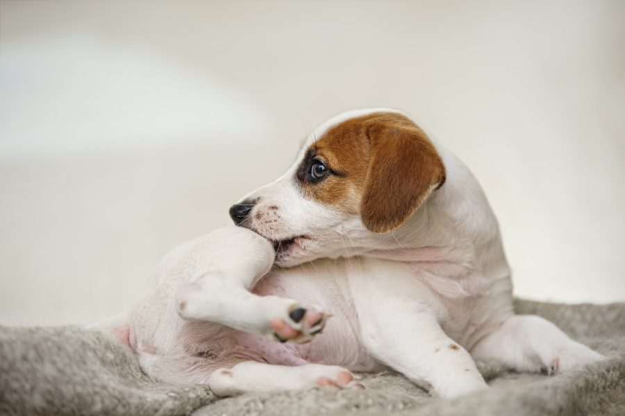 Hunde können sich aufgrund des Juckreizes kratzen oder beißen.