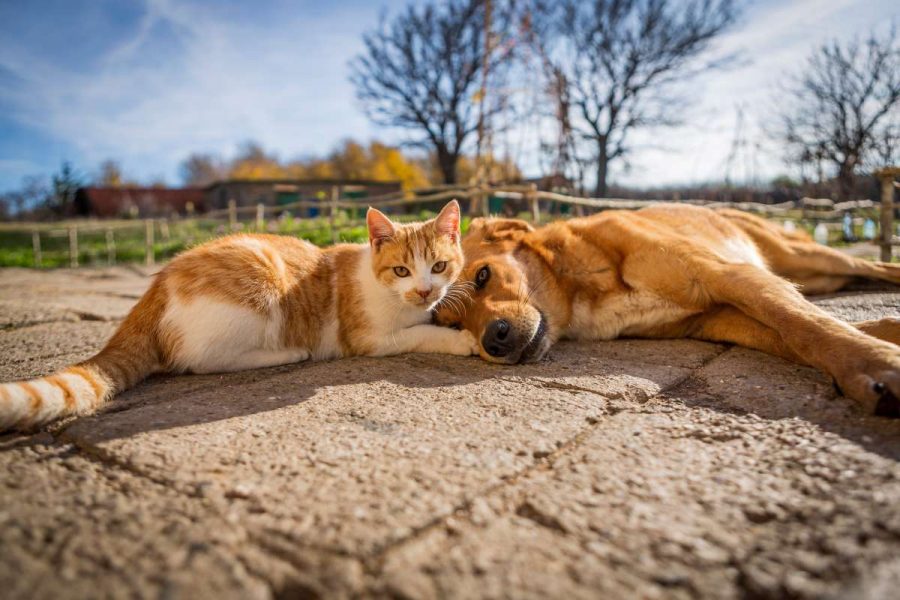 Vorbeugung gegen versehentliche Vergiftungen: Eine Checkliste für die Sicherung Ihres Hauses mit Haustieren