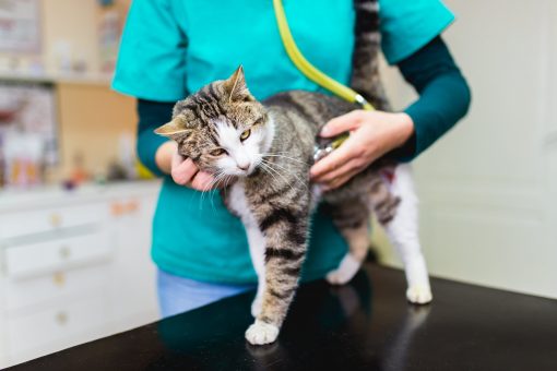 Cat examined by a veterinarian