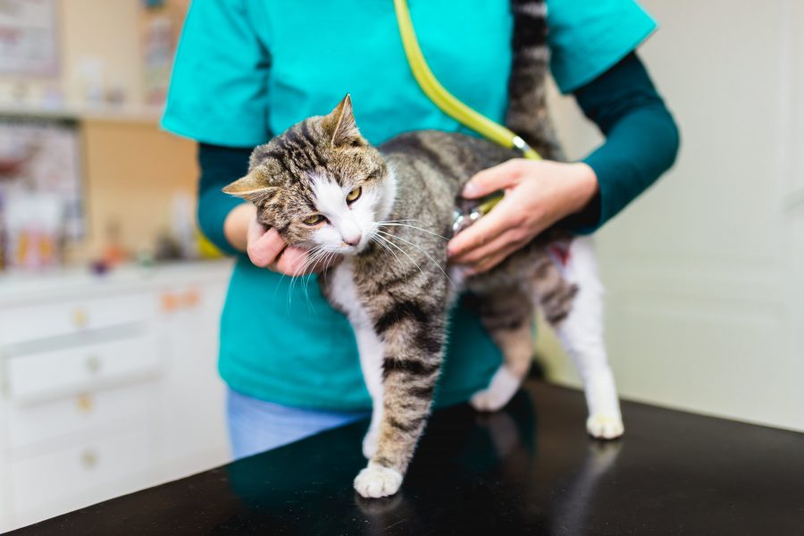 A cat is examined by a vet