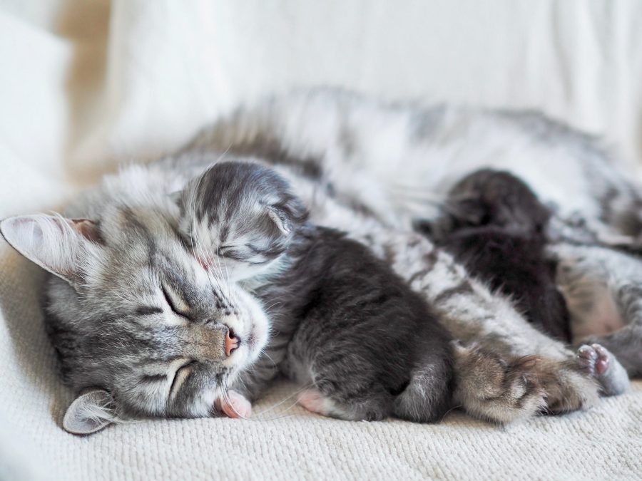 Chatte allongée qui allaite ses chatons. L'un d'eux est collé à sa joue.