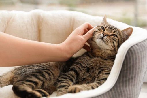 cat-petted-in-the-kennel