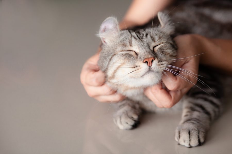 Cat having its cheeks stroked by two hands