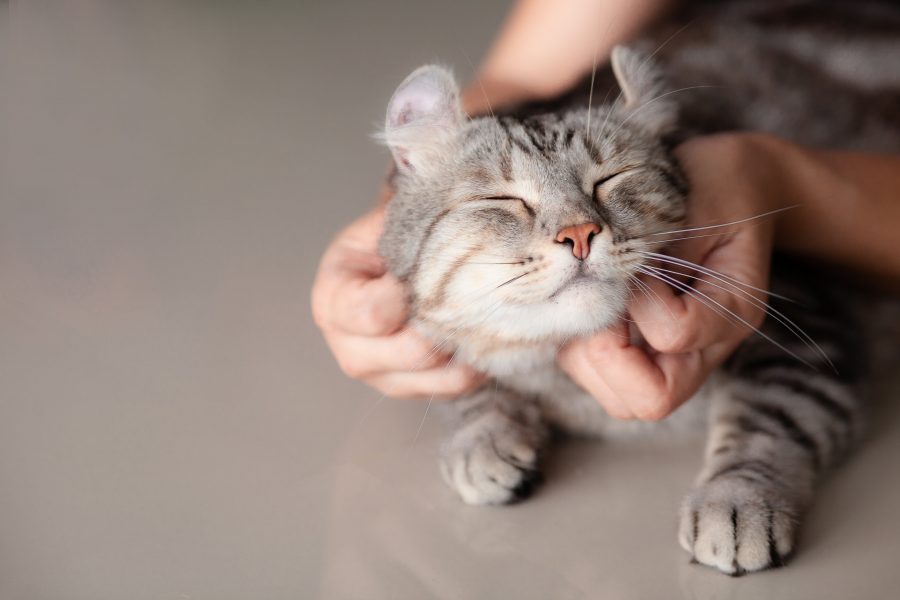 Chat se faisant caresser les joues par deux mains