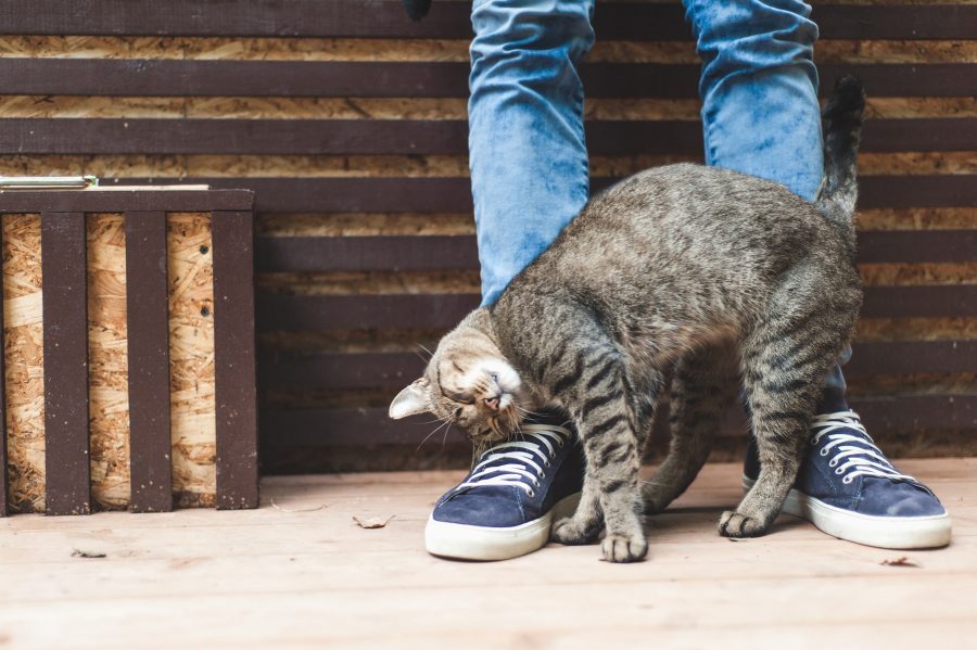 Chat qui se frotte aux jambes d'une personnes