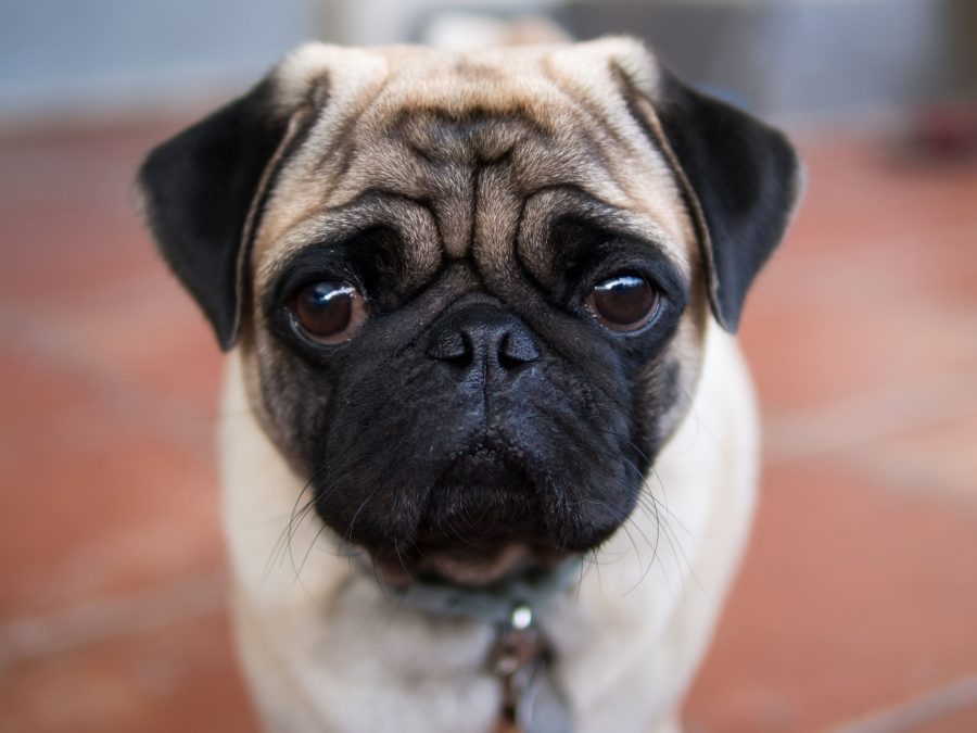 Visage d'un chien de race carlin qui regarde l'objectif