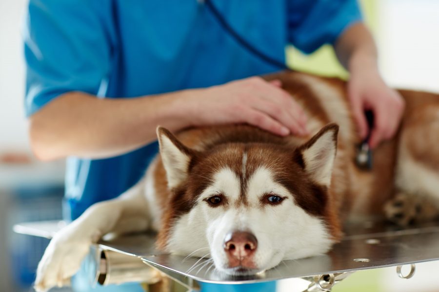 Un cane sdraiato su un tavolo da visita che viene esaminato dal veterinario