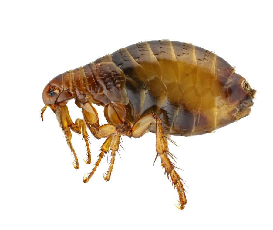 Dogs and cats: how to get rid of fleas?