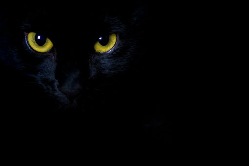 Golden stare from the eyes of a black cat in a close up view in the shadows with copy space