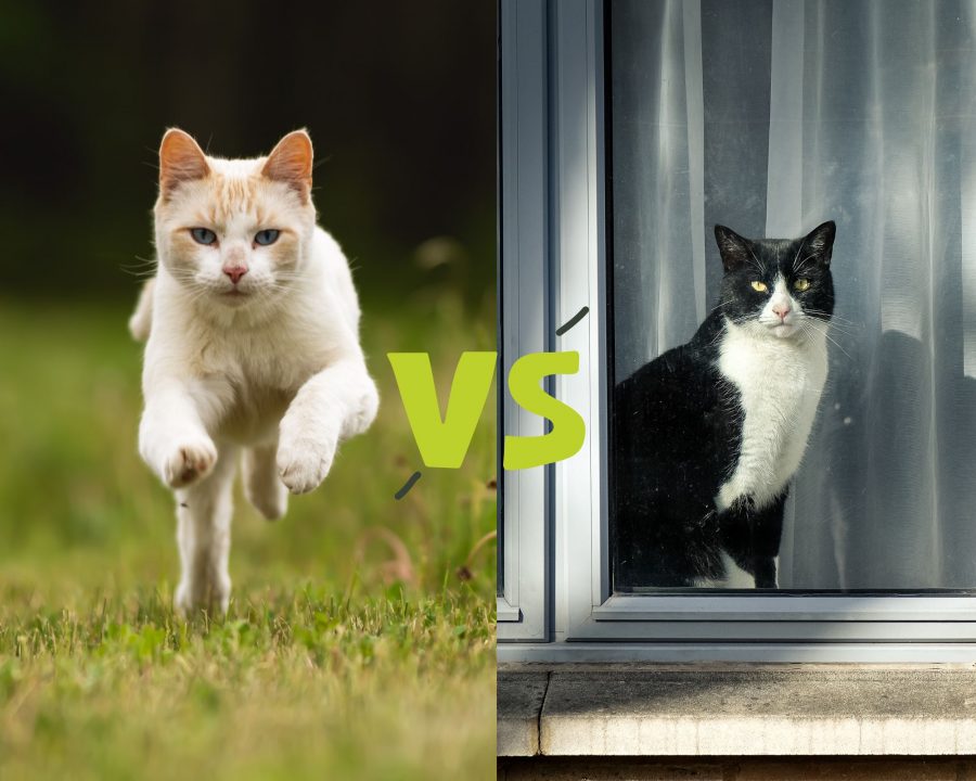 2 images separated by the word 'versus.' In the first photo, we can see an outdoor cat running in the grass, and in the second, we see an indoor cat looking out the window.