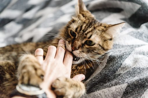 Cat bites a hand