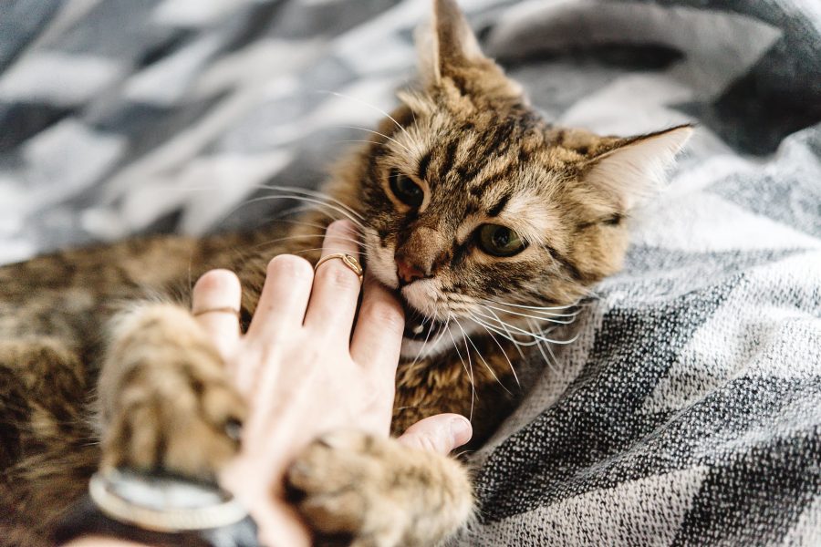 Why Do Cats Bite When You Pet Them? Understanding the Behavior of Your