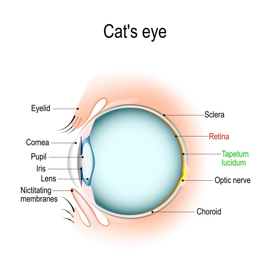 Diagram of the anatomy of a cat's eye