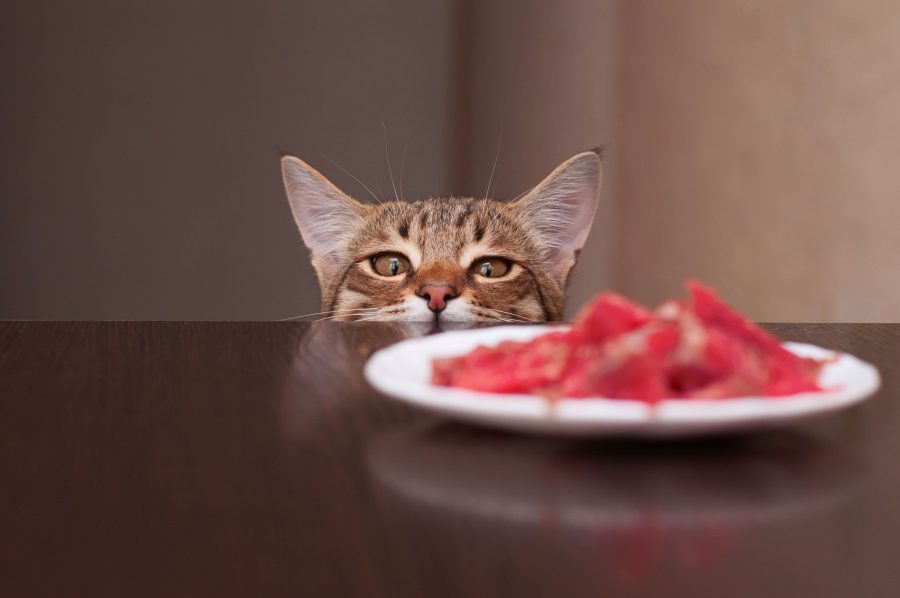 Head of a cat sticking out at the height of a table and looking at a plate of meat