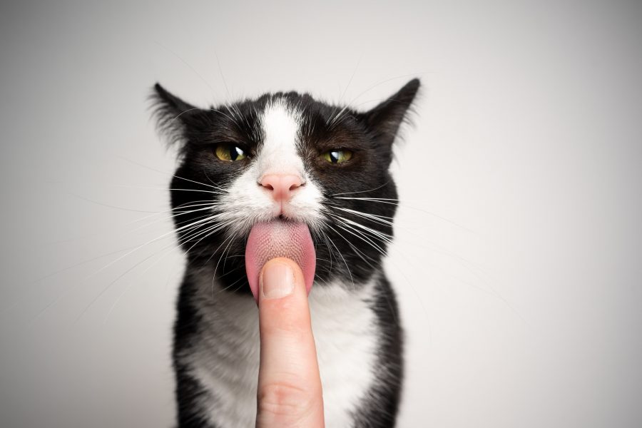 Close up of a cat licking someone's finger