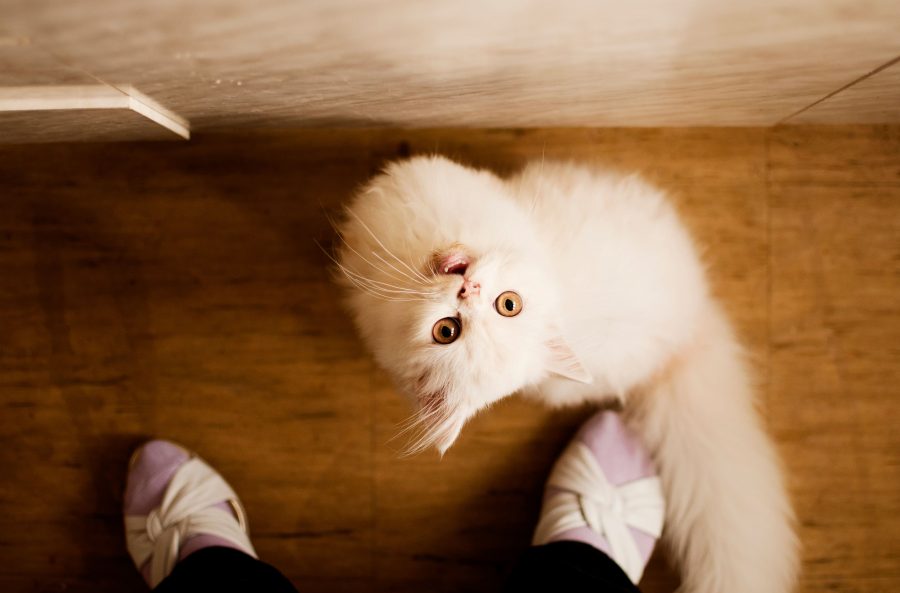 A cat at the foot of a human meowing
