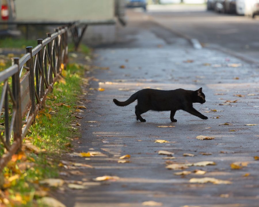 Black cat crossing the road