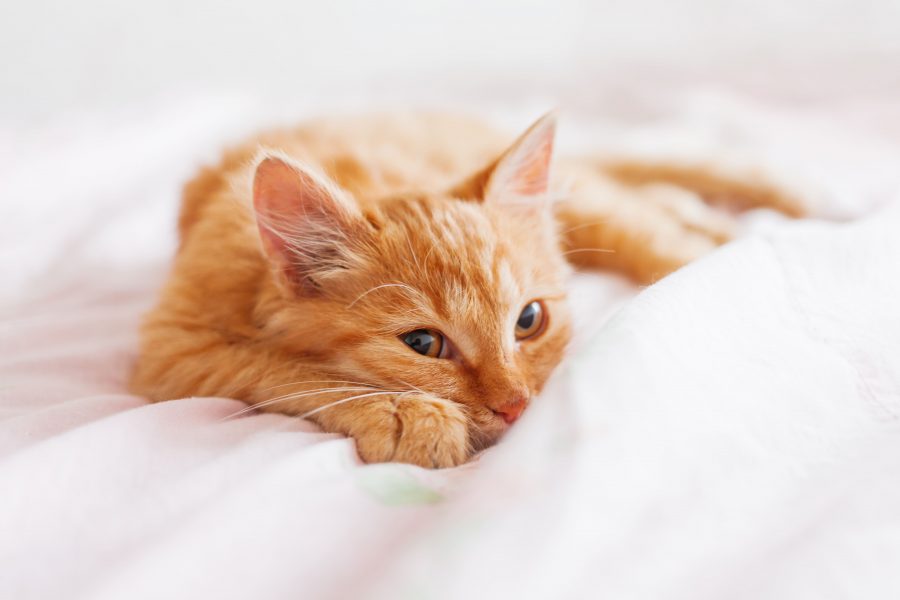 Why Do Cats Sleep So Much? When to Be Alarmed