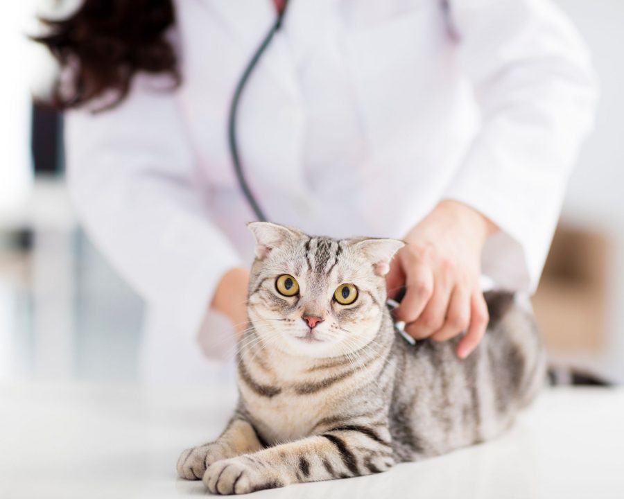 A cat being examined by a veterinarian