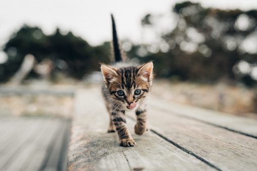 Kitten-walking