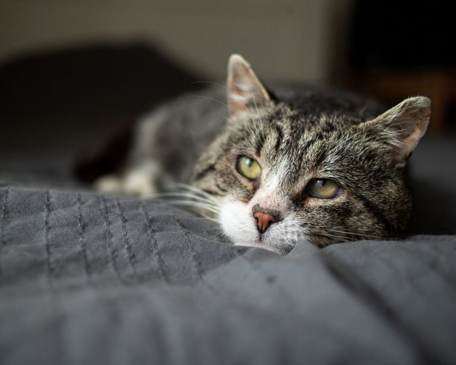 An old cat lying on a blanket