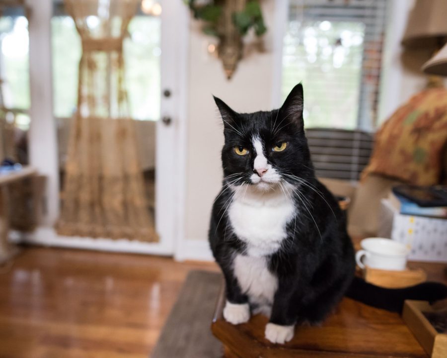 A cat sat on a table and with a suspicious look (eyes mid opened)