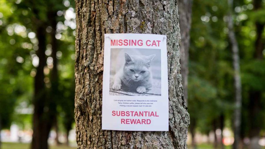 Sign hang on tree with missing cat