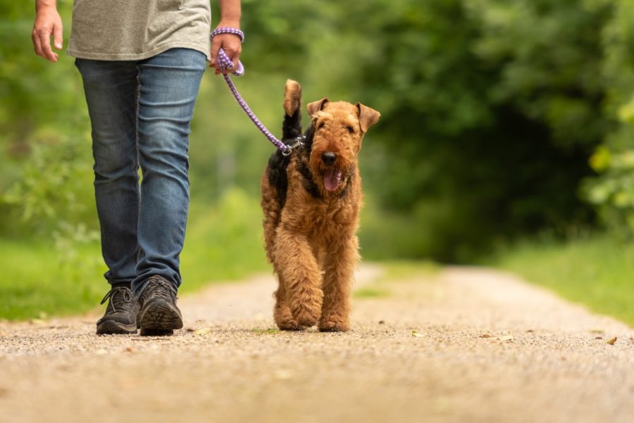 Un cane cammina al guinzaglio nella foresta con il suo padrone