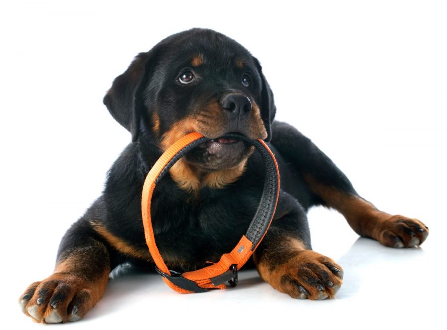 Un chiot couché au sol tient un collier sans sa gueule