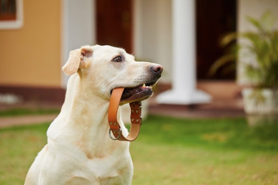 Un chien tient dans sa gueule un collier