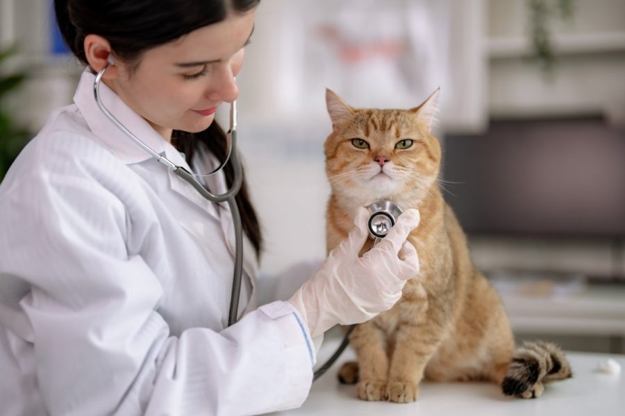 Un gatto seduto e visitato da un veterinario con lo stetoscopio