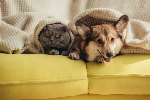 Un chien et chat couchés sur un canapé et recouverts d'une couette