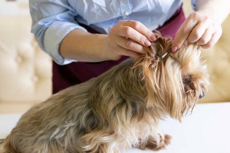 Foto di un cane visto di lato e di una mano che si allunga per pulirgli l'orecchio
