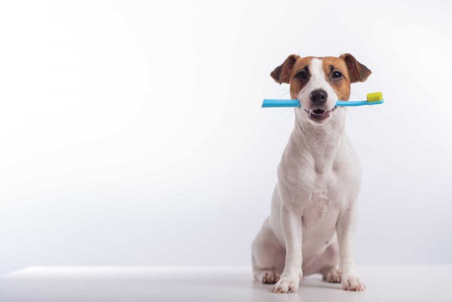 Dog holding a toothbrush in its mouth