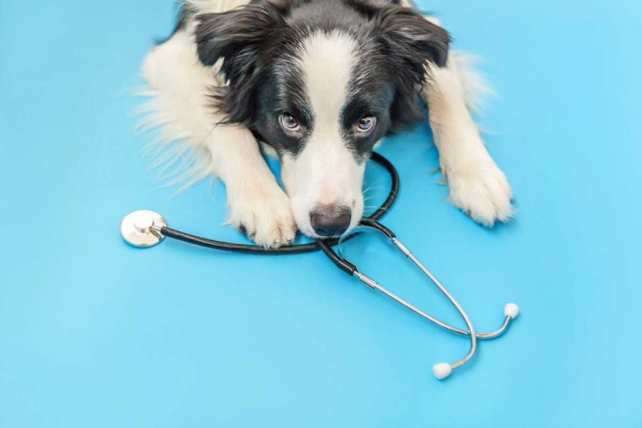 A dog lying down with its head on a stethoscope