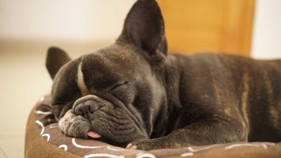 1 Monitoraggio del sonno di cane e gatto: quanto dovrebbero dormire i nostri amici animali?