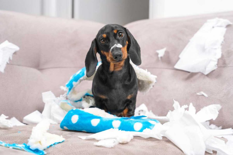 A dog sitting on a couch and has shredded a pillow.