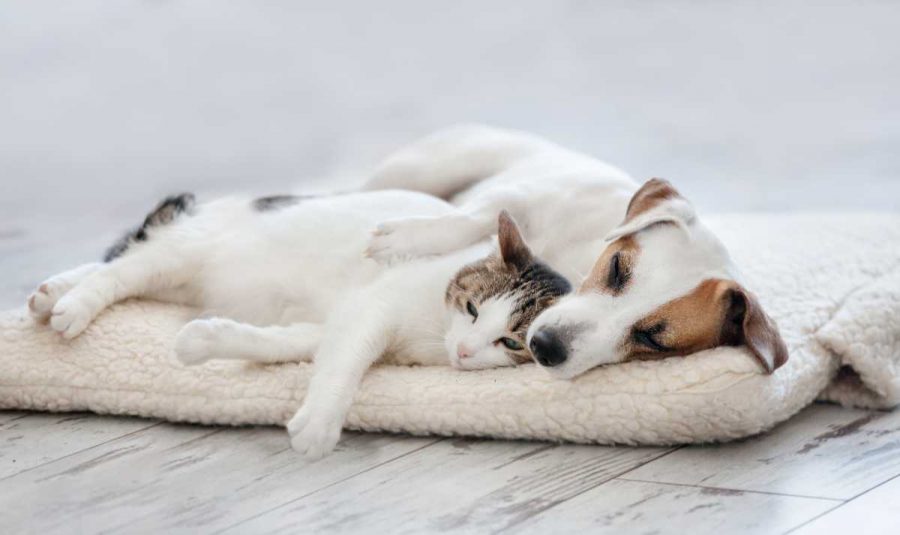 Monitoraggio del sonno di cane e gatto: quanto dovrebbero dormire i nostri amici animali?