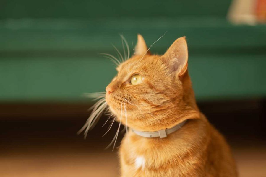 2 Collari per gatti: come scegliere il collare per il vostro gatto?