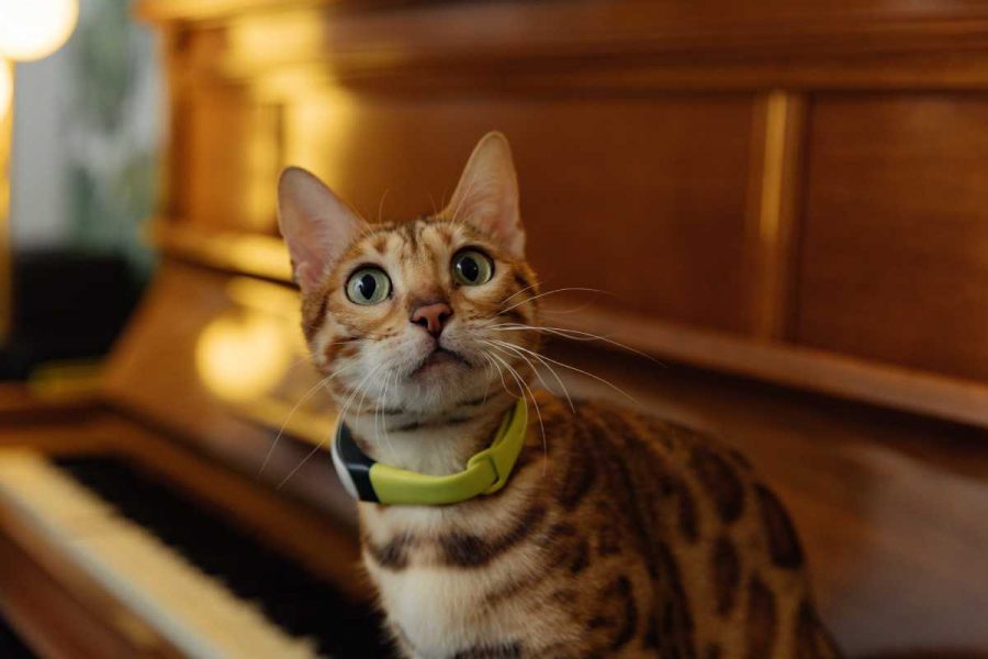 Un collier traceur GPS adapté même aux petits chats et chatons