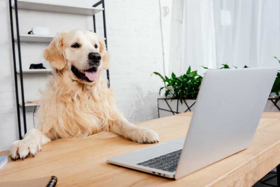 A dog sitting at a table in front of a computer.