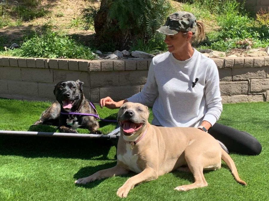 4 Cinque consigli di addestramento per i nuovi proprietario di cani da @adogslifewithlia