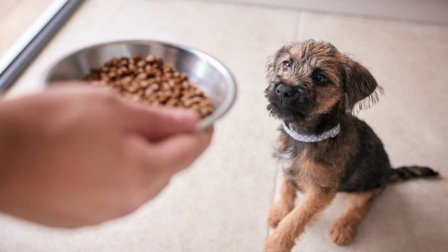 2 Cinque consigli di addestramento per i nuovi proprietario di cani da @adogslifewithlia