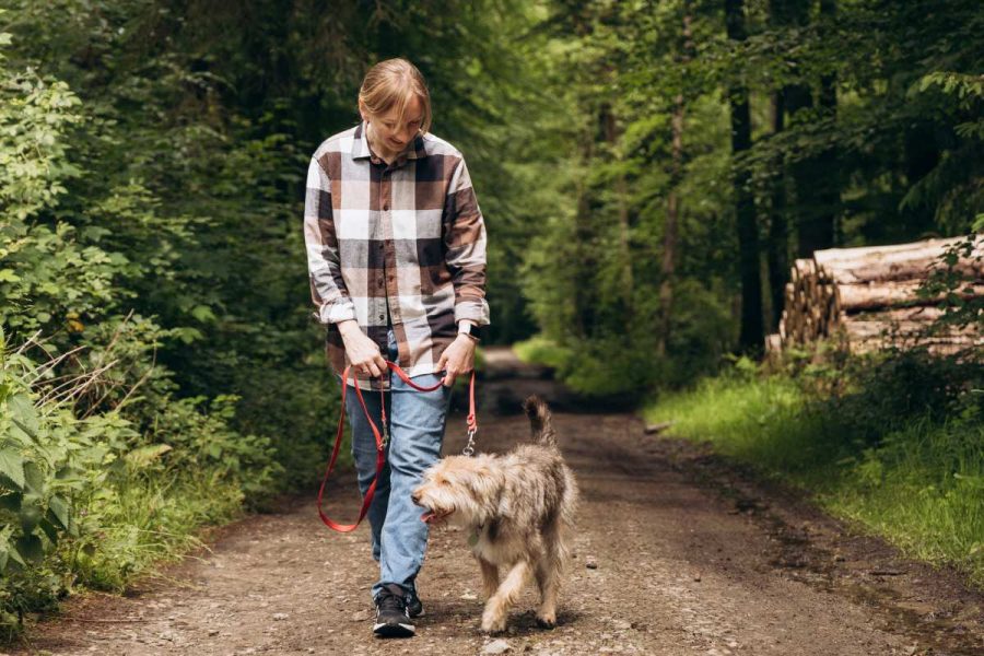 3 Cinque consigli di addestramento per i nuovi proprietario di cani da @adogslifewithlia