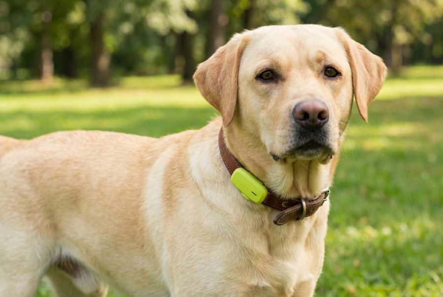 3 How Much Does It Really Cost When Your Dog Goes Missing? (And How to Prevent It)