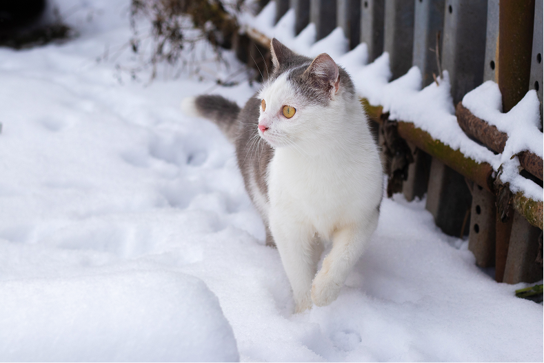 4 Is your pet ready for the Winter Games?