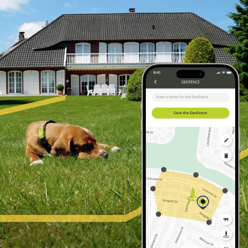 4 5 dog breeds most likely to run away - and what owners need to know